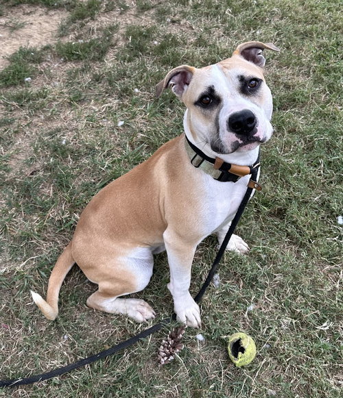 Edwin, Pit Bull Terrier
