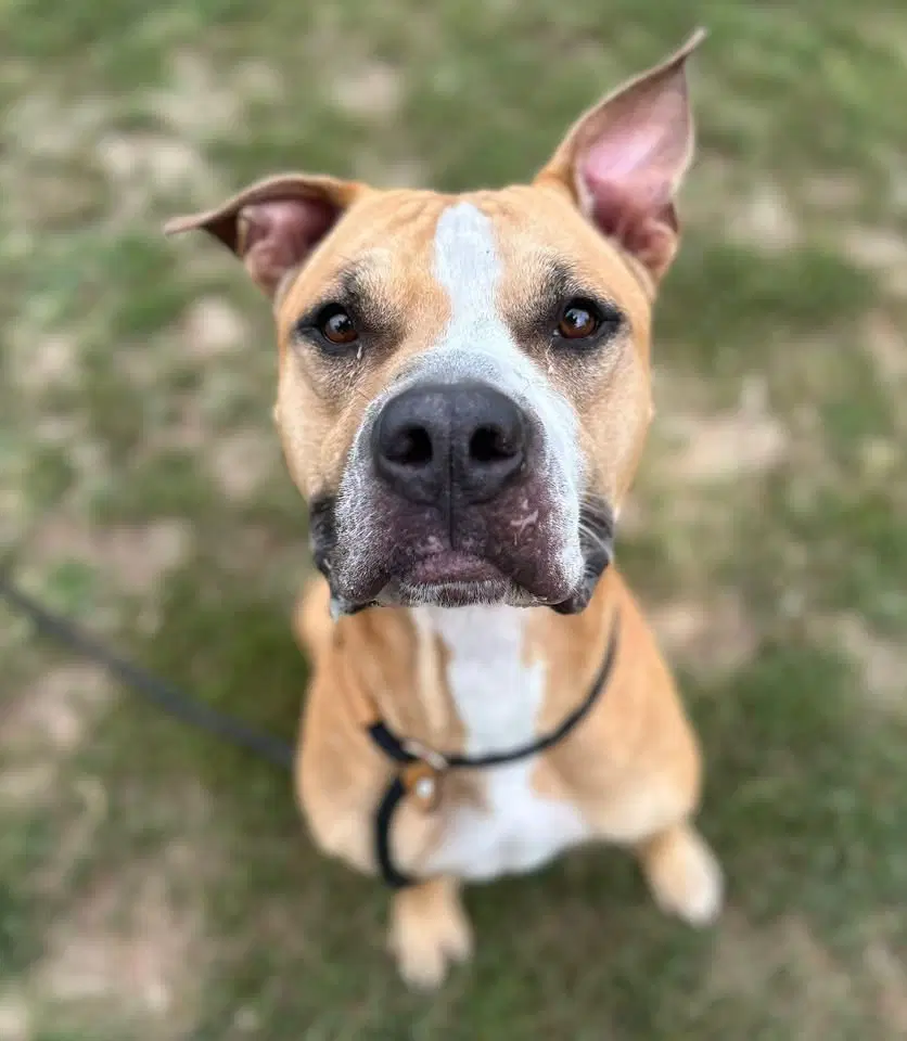 Gladiator - Pit Bull Terrier