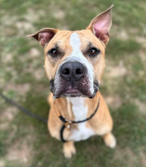 Gladiator, a dog for adoption from It Takes A Village No-Kill Rescue