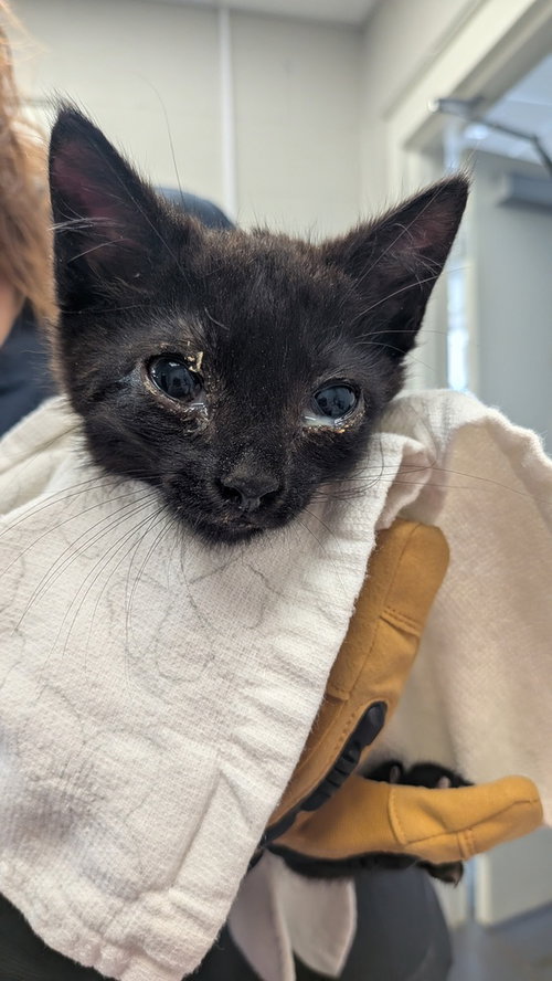 Chirrut, a cat for adoption from It Takes A Village No-Kill Rescue