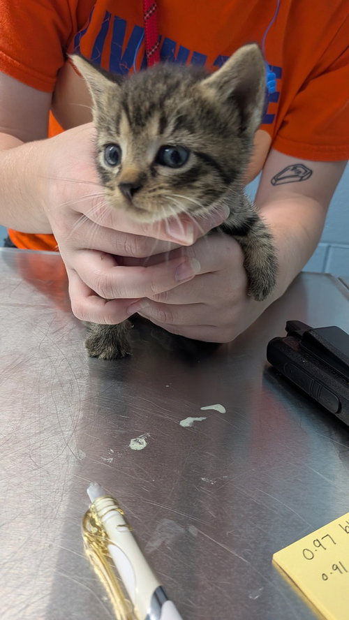 Highland, a cat for adoption from It Takes A Village No-Kill Rescue