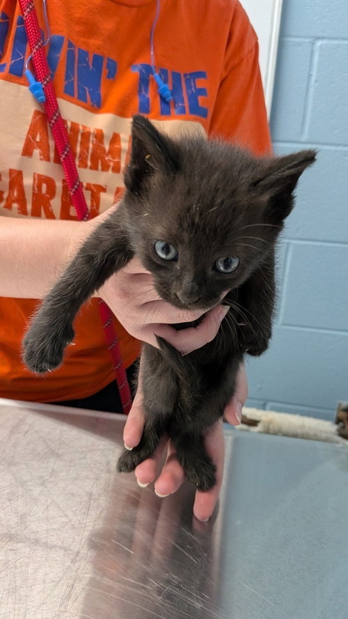 Holstein, a cat for adoption from It Takes A Village No-Kill Rescue