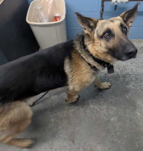 Photo 3 of Kaiser