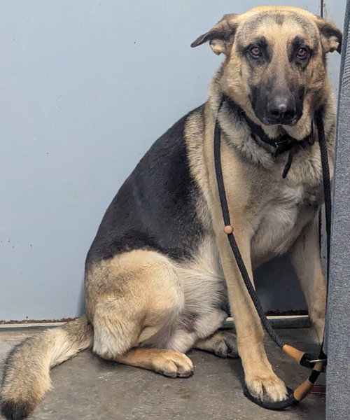 Photo 4 of Kaiser
