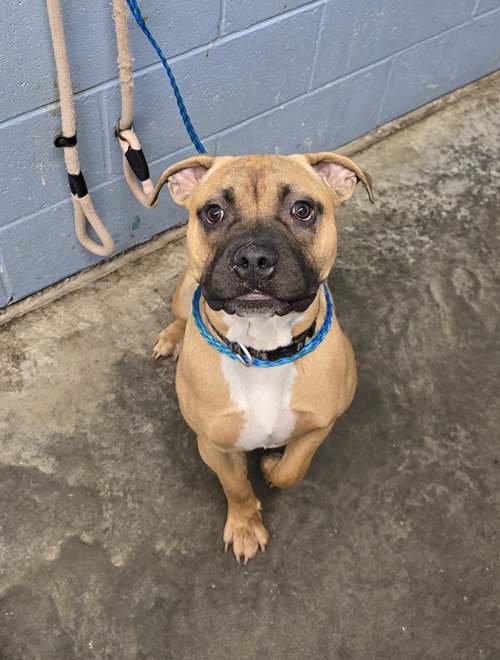 Keen, a dog for adoption from It Takes A Village No-Kill Rescue