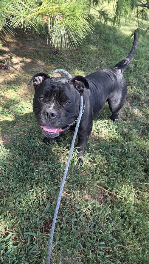 Mr. T, a dog for adoption from It Takes A Village No-Kill Rescue