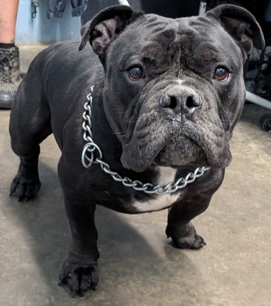Photo 4 of Mr. T