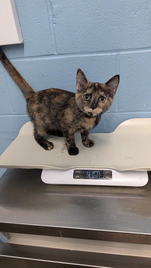 Flamingo, a cat for adoption from It Takes A Village No-Kill Rescue