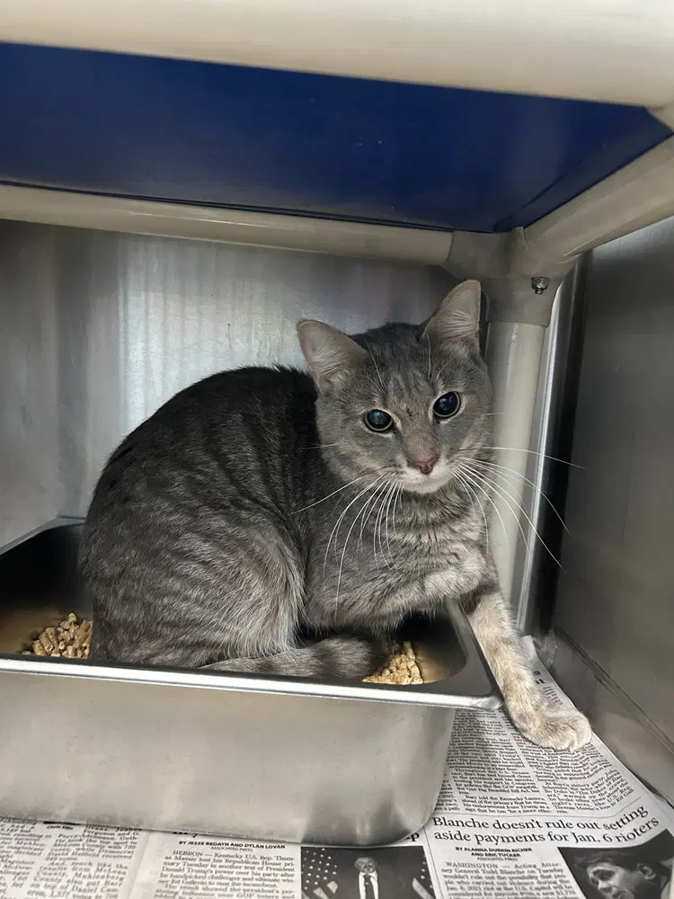 Bridgerton - Domestic Short Hair