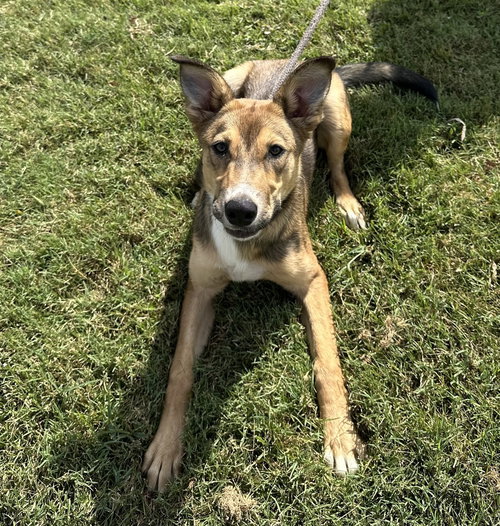 Elphaba, a dog for adoption from It Takes A Village No-Kill Rescue