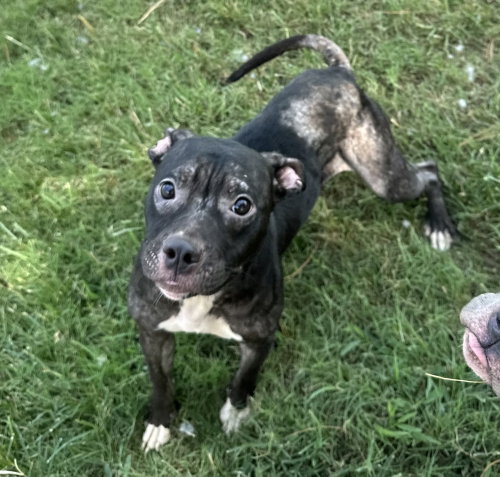 Stella Fay, a dog for adoption from It Takes A Village No-Kill Rescue