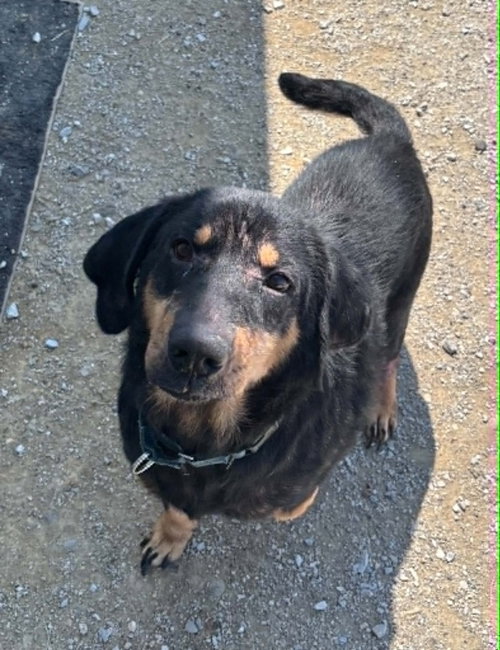 Wally, a dog for adoption from It Takes A Village No-Kill Rescue