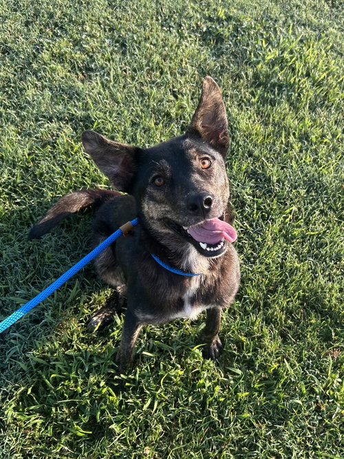 Serendipity, a dog for adoption from It Takes A Village No-Kill Rescue