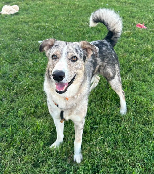 Miller, a dog for adoption from It Takes A Village No-Kill Rescue