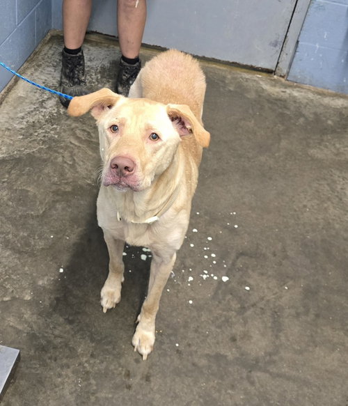 Chicken Nugget, a dog for adoption from It Takes A Village No-Kill Rescue
