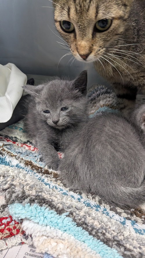 Null, a cat for adoption from It Takes A Village No-Kill Rescue