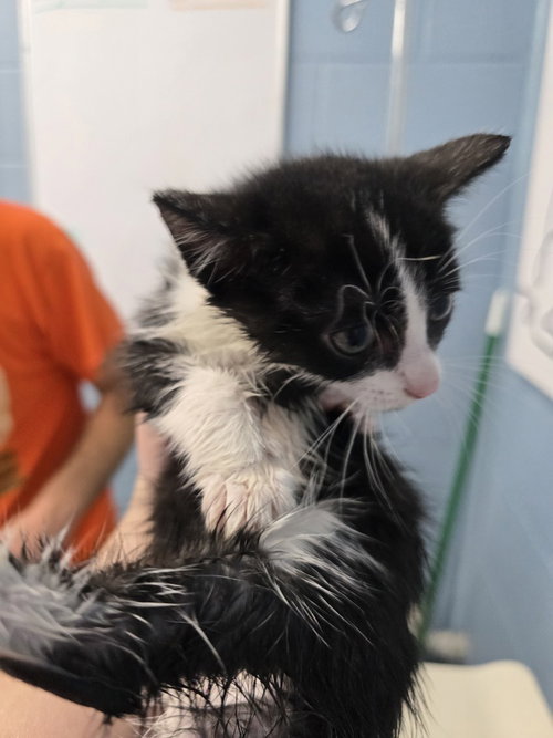 Kate Flax, a cat for adoption from It Takes A Village No-Kill Rescue