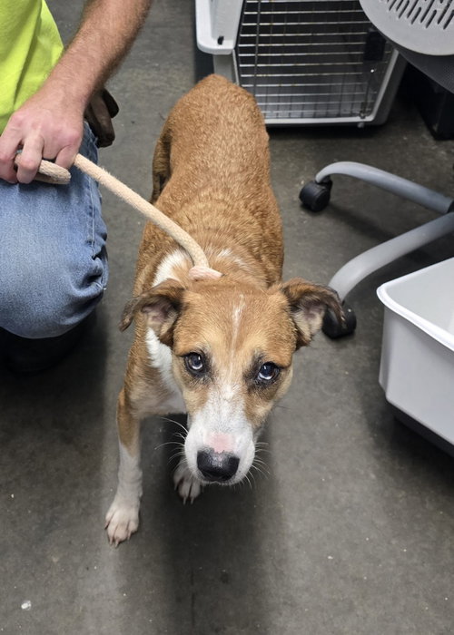 Shell, a dog for adoption from It Takes A Village No-Kill Rescue