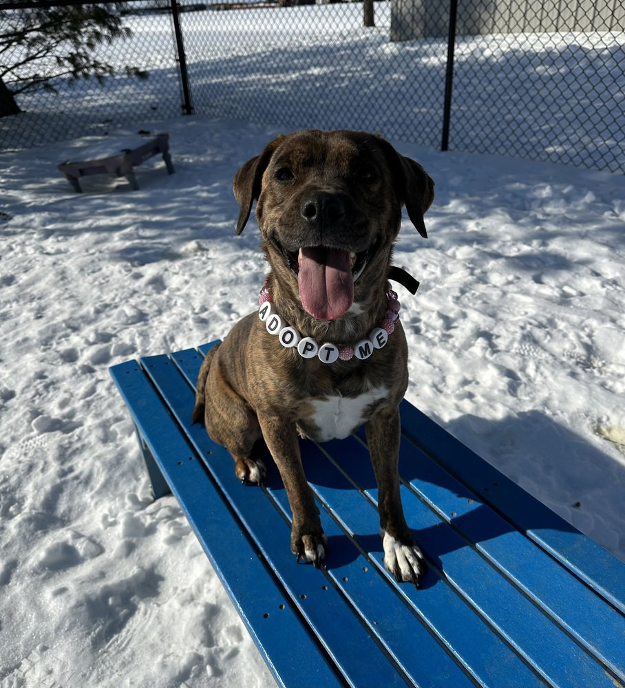 Chi Chi, Boxer