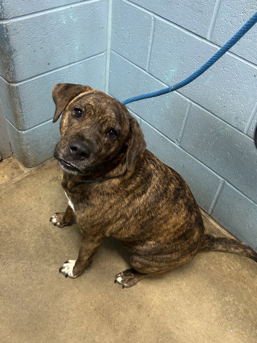 Chi Chi, a dog for adoption from It Takes A Village No-Kill Rescue