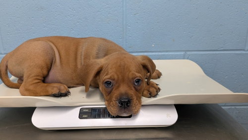 Iman, a dog for adoption from It Takes A Village No-Kill Rescue