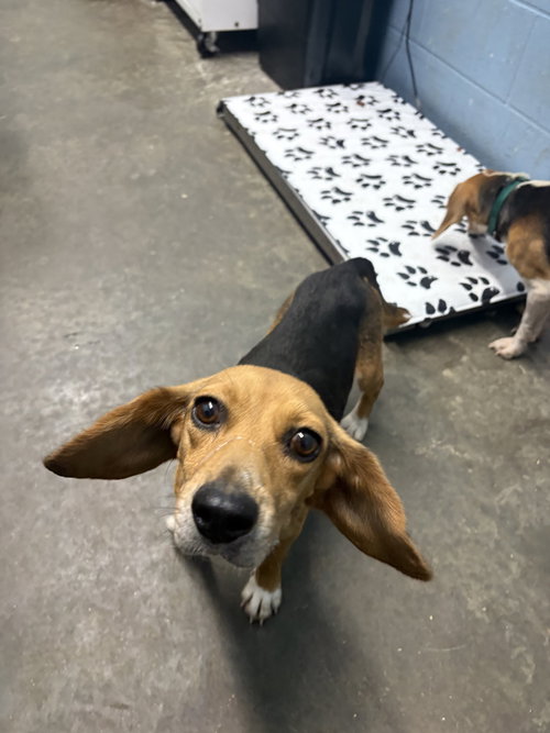 Gidget, a dog for adoption from It Takes A Village No-Kill Rescue