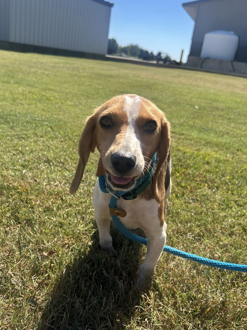 Fable, a dog for adoption from It Takes A Village No-Kill Rescue