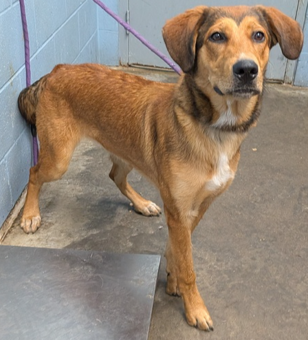 Glimmer, a dog for adoption from It Takes A Village No-Kill Rescue
