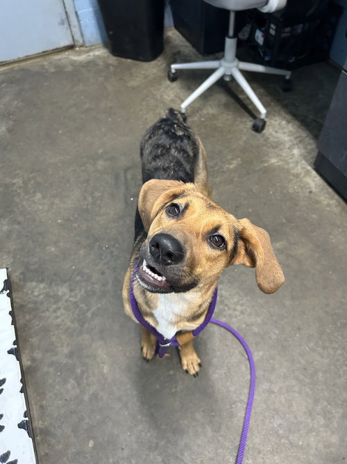 Cher Rose, a dog for adoption from It Takes A Village No-Kill Rescue