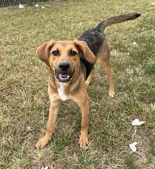Cher Rose, Hound / Mixed
