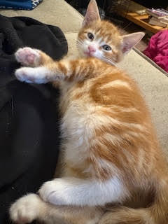 Tony, a cat for adoption from It Takes A Village No-Kill Rescue