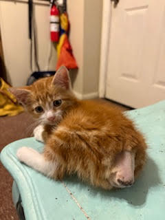 Photo 2 of Tony