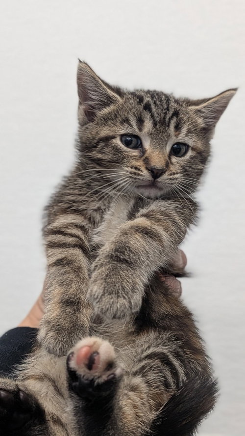 Shego, a cat for adoption from It Takes A Village No-Kill Rescue