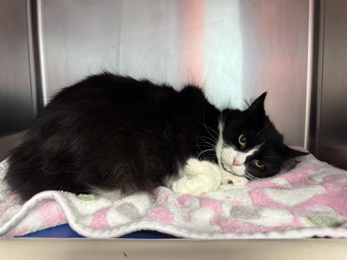 Darlin, a cat for adoption from It Takes A Village No-Kill Rescue