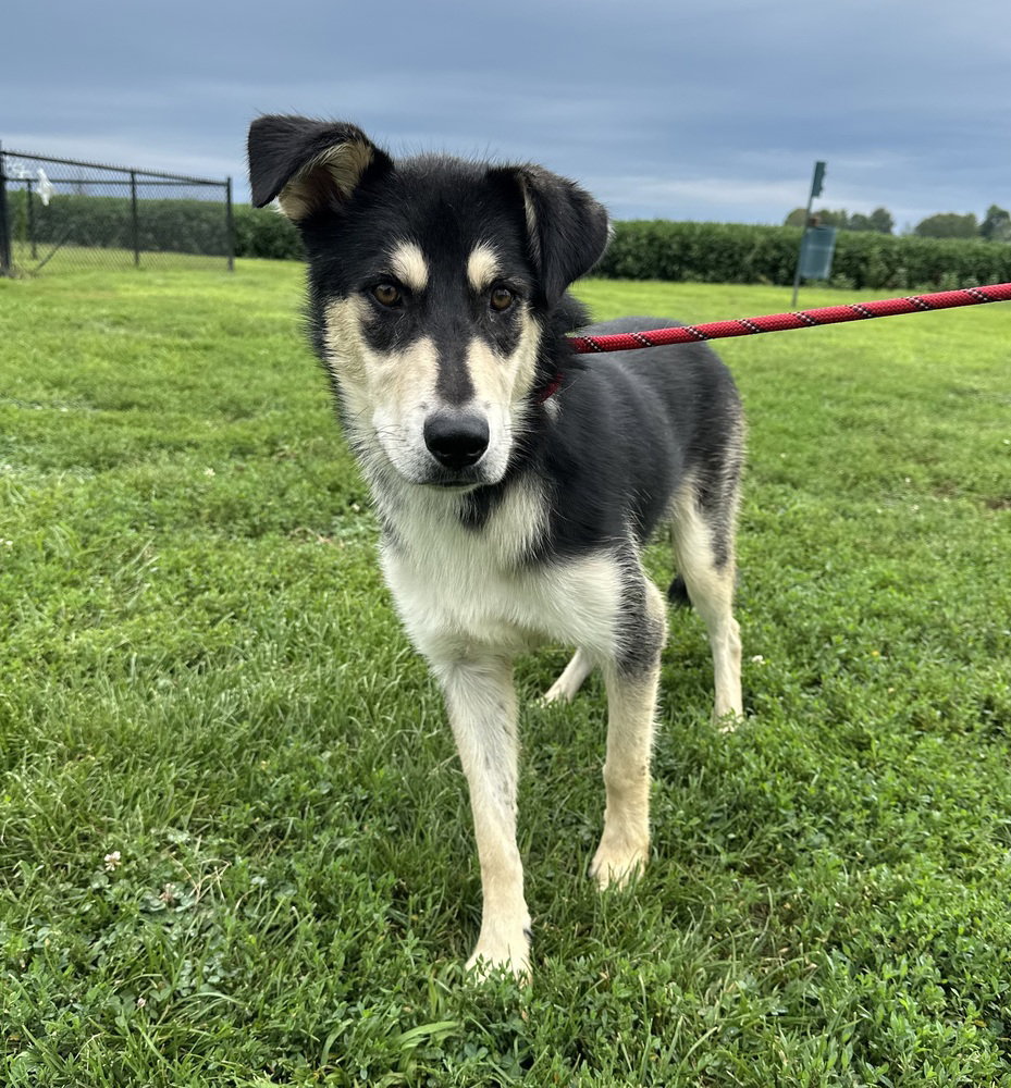 Rocko, Shepherd