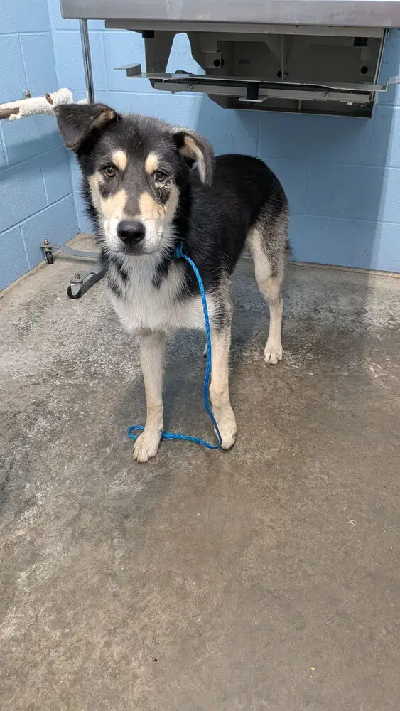 Rocko image 3