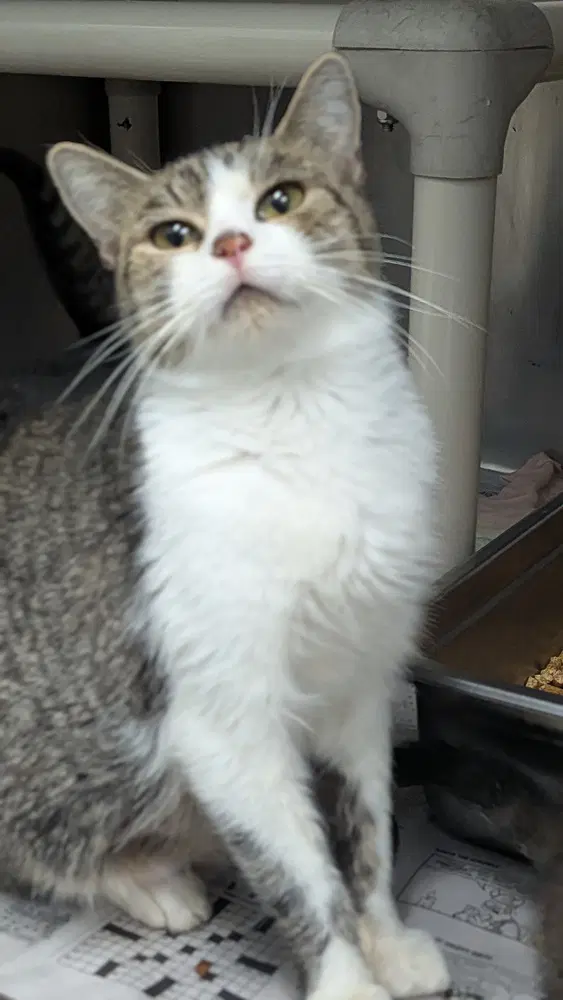 Kim Possible - Domestic Short Hair