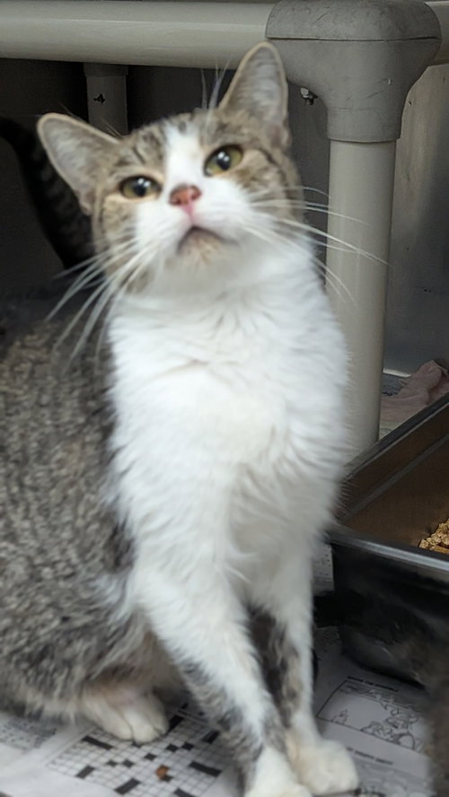 Kim Possible, a cat for adoption from It Takes A Village No-Kill Rescue