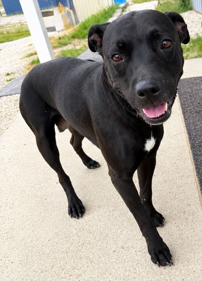 Amelia, Pit Bull Terrier
