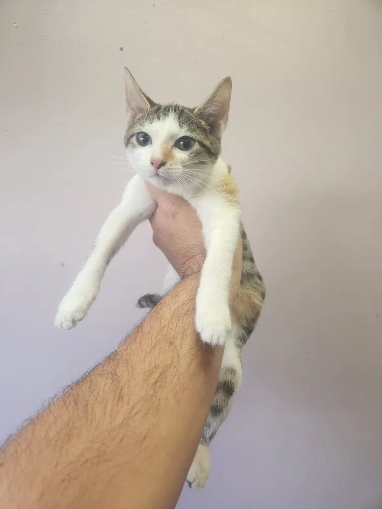 Crysta - Domestic Short Hair