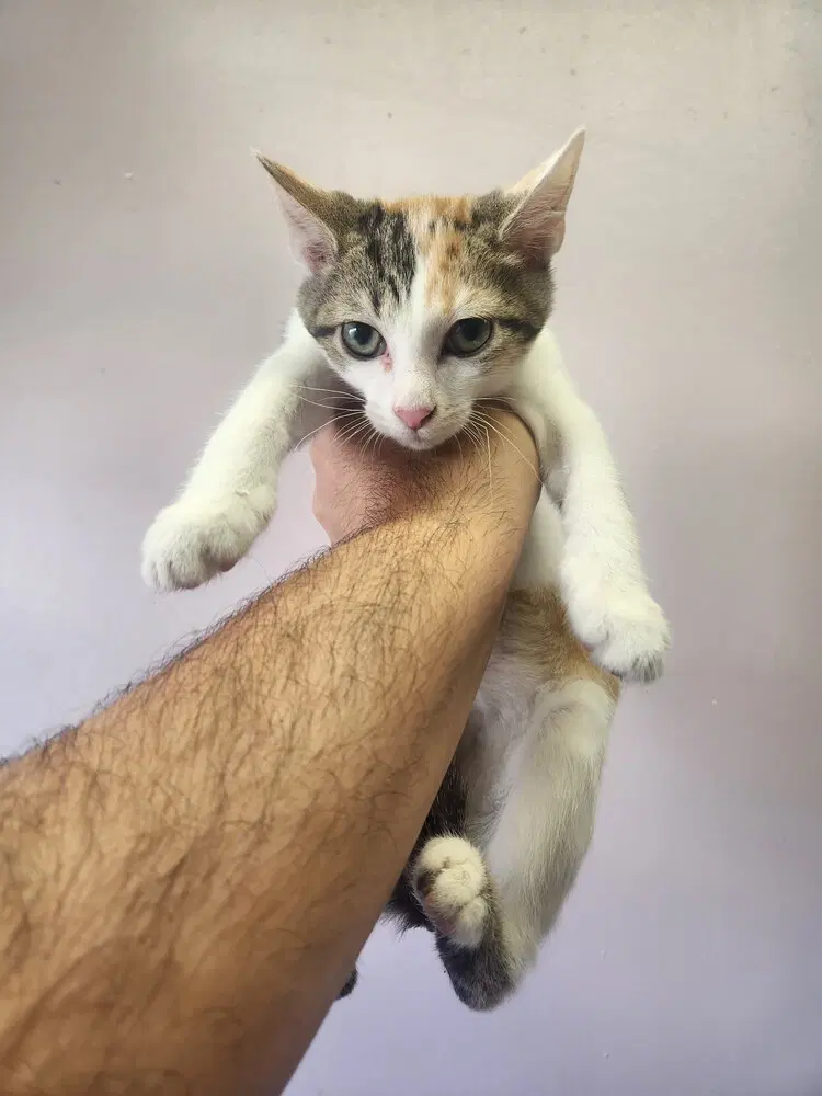 Magi - Domestic Short Hair