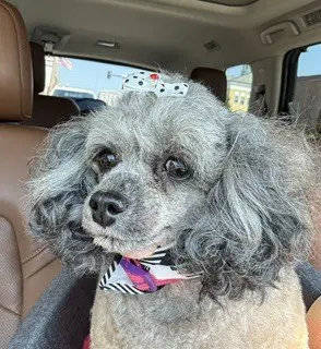 Devine - Poodle (T-Cup)