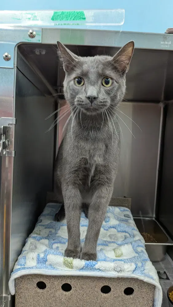Prince - Domestic Short Hair