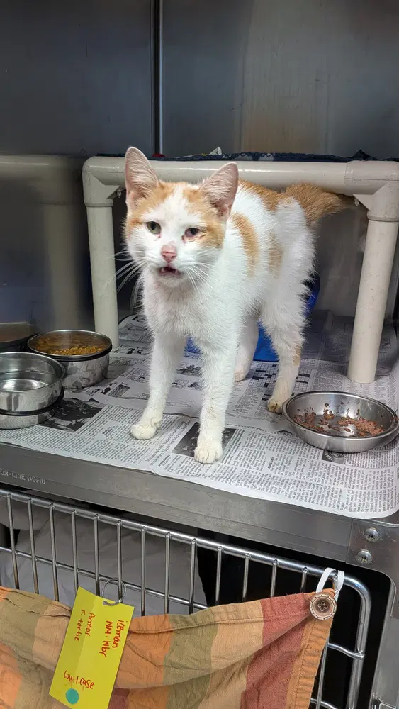Winnie - Domestic Short Hair