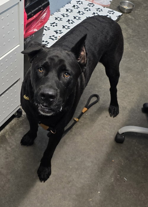 Malik, a dog for adoption from It Takes A Village No-Kill Rescue