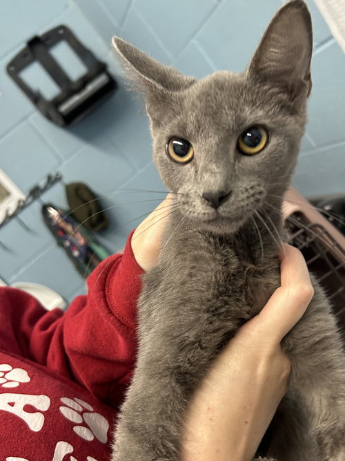 Buzz Lightyear, a cat for adoption from It Takes A Village No-Kill Rescue