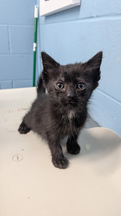 Zen, a cat for adoption from It Takes A Village No-Kill Rescue