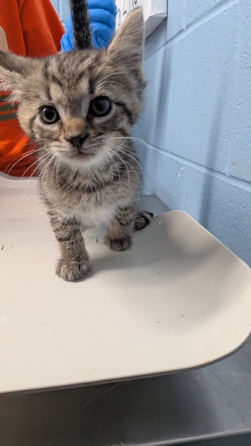 Aura, a cat for adoption from It Takes A Village No-Kill Rescue