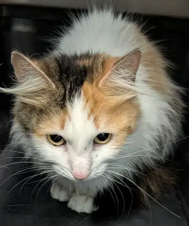 Coven - Domestic Medium Hair