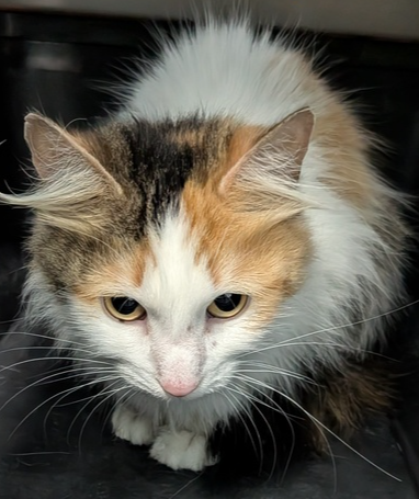 Coven, a cat for adoption from It Takes A Village No-Kill Rescue